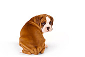 PUP 37 RK0051 01
Boxer Puppy Sitting Looking Back On White Seamless