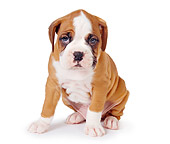 PUP 37 RK0053 01
Boxer Puppy Sitting On White Seamless Studio