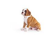 PUP 37 RK0062 01
Boxer Puppy Sitting On White Seamless Profile