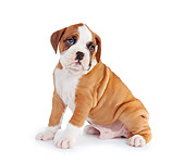 PUP 37 RK0062 02
Boxer Puppy Sitting On White Seamless Profile