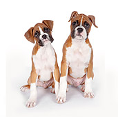 PUP 37 RK0085 01
Boxer Puppies Sitting On White Seamless