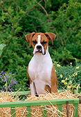 PUP 37 CE0001 01
Head On View Of Boxer Puppy Sitting On Hay In Cart By Flowers