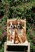 PUP 37 CE0002 01
Head On View Of Two Boxer Puppies Sitting On Chair By Foliage