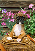 PUP 37 CE0004 01
Head On View Of Boxer Puppy Leaning On Round Wicker Basket By Flowers