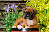 PUP 37 CE0005 01
Boxer Puppy Laying On Barrel By Flowers And Shrub