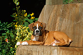 PUP 37 CE0007 01
Boxer Puppy Laying On Tree Stump Bench By Flowers And Shrubs