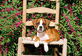 PUP 37 CE0008 01
Boxer Puppy Laying On Chair By Flowering Shrub