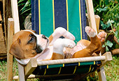 PUP 37 CE0009 01
Boxer Puppy Laying On Striped Beach Chair On Grass