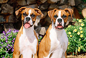 PUP 37 CE0012 02
Head On Shoulder Shot Of Two Boxer Puppies Sitting By Flowers