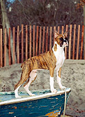 PUP 37 CE0014 01
Boxer Puppy Standing On Old Boat On Beach By Fence And Trees