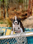 PUP 37 CE0015 01
Boxer Puppy Sitting On Old Boat By Net And Trees