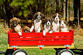 PUP 37 CE0017 01
Six Boxer Puppies Sitting In Red Wagon On Grass By Trees