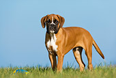 PUP 37 KH0001 01
Boxer Puppy Standing In Field With Toy