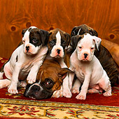 PUP 37 RK0003 02
Boxer Mother And Four Puppies Sitting On Rug