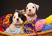 PUP 37 RK0005 04
Two Boxer Puppies Playing In Basket Of Colorful Yarn
