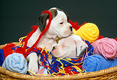 PUP 37 RK0005 13
Two Boxer Puppies Playing In Basket Of Colorful Yarn
