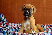 PUP 37 RK0019 02
Boxer Puppy Sitting In Dog Bed