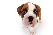 PUP 37 RK0064 01
Wide Angle Head Shot Of Boxer White Seamless Studio