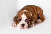 PUP 37 RK0071 01
Boxer Puppy Laying On White Seamless Studio