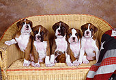 PUP 37 RK0075 07
A Group Of Boxer Puppies Sitting On Wicker Chair Studio