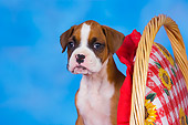 PUP 37 RK0080 01
Boxer Puppy Sitting Inside Basket Studio