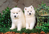 PUP 38 FA0001 01
American Eskimo Puppies Sitting On Grass