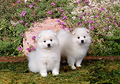 PUP 38 FA0002 01
American Eskimo Puppies Sitting On Moss By Purple Flowers