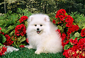 PUP 38 FA0003 01
American Eskimo Puppy Sitting On Grass By Red Flowers