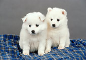 PUP 38 FA0004 01
American Eskimo Puppies Sitting On Blue Plaid Blanket