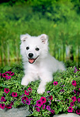PUP 38 FA0005 01
American Eskimo Puppy Laying In Garden