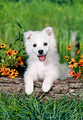 PUP 38 FA0006 01
American Eskimo Puppy Leaning On Log In Garden