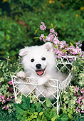 PUP 38 FA0007 01
American Eskimo Puppy Laying In White Basket In Garden