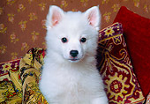 PUP 38 RK0007 01
Head Shot Of American Eskimo Sitting On Couch By Pillows Facing Camera