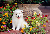 PUP 38 CE0001 01
American Eskimo Puppy Sitting On Brick Wall By Flowers And Planter