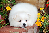 PUP 38 CE0002 01
American Eskimo Puppy Laying On Brick Wall By Flowers