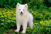 PUP 38 CE0003 01
American Eskimo Puppy Standing By Yellow Flowers
