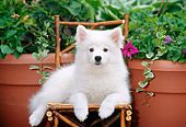 PUP 38 CE0004 01
American Eskimo Puppy Laying On Chair By Planters