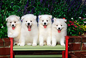 PUP 38 CE0005 01
Four American Eskimo Puppies Sitting On Bench By Flowers And Shrubs
