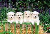 PUP 38 CE0006 01
Four American Eskimo Puppies Sitting On Hay In Cart By Flowers Shrubs