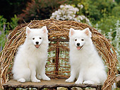 PUP 38 CE0007 01
Two American Eskimo Puppies Sitting On Twig Bench In Garden