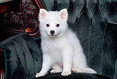 PUP 38 RK0013 01
American Eskimo Dog Puppy Sitting On Green Velvet Chair