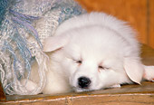 PUP 38 RK0014 02
American Eskimo Puppy Sleeping On Wooden Chair