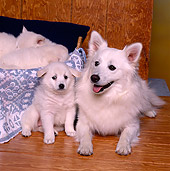 PUP 38 RK0016 06
American Eskimo Mom And Puppy Laying Together On Wooden Floor