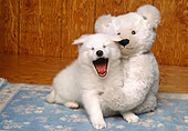 PUP 38 RK0022 02
American Eskimo Puppy Yawning Sitting Next To Teddy Bear On Blue Rug