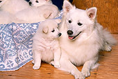 PUP 38 RK0027 03
American Eskimo Mom And Puppy Laying Together On Wooden Floor By Other Pups
