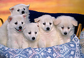 PUP 38 RK0032 03
A Group Of American Eskimo Puppies Sitting In Basket With Blue Blanket Facing Camera Sunset Background