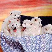 PUP 38 RK0034 03
A Group Of American Eskimo Puppies Sitting In A Basket With Light Blue Rug Sunset Background