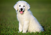PUP 39 GR0002 01
Great Pyrenees Puppy Sitting On Grass