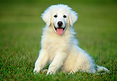 PUP 39 GR0004 01
Great Pyrenees Puppy Sitting On Grass