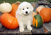 PUP 39 JN0001 01
Great Pyrenees Puppy Sitting By Pumpkins And Gourds